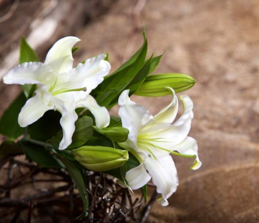 Funeral celebrant based in Norwich